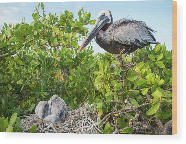 Animal Wood Print featuring the photograph Brown Pelican And Chicks A Nest by Tui De Roy