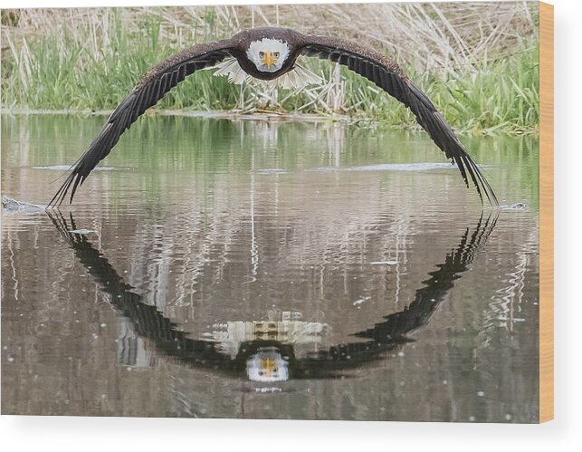 Eagle Wood Print featuring the photograph Bruce the Bald Eagle by Steve Biro