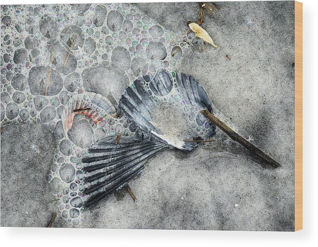 Beach Wood Print featuring the photograph Bubbles and Scallops by Cate Franklyn
