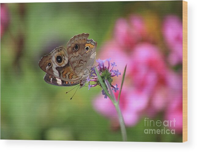 Buckeye Butterfly Wood Print featuring the photograph Buckeye Butterfly in Garden 2019 by Karen Adams