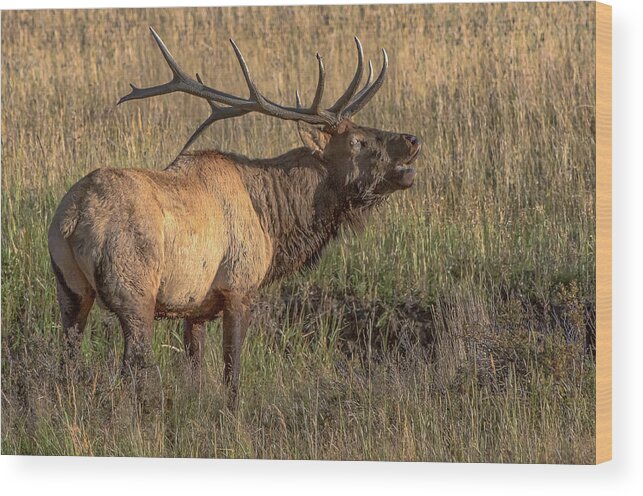 Nature Wood Print featuring the photograph Bugling Bull Elk 7777 by Donald Brown
