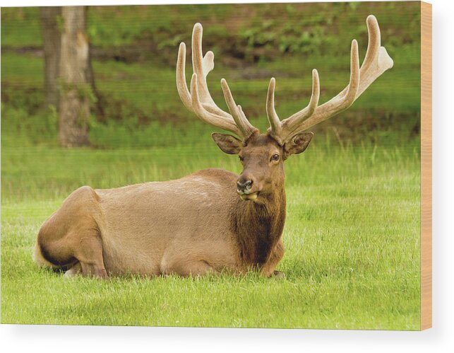 Grass Wood Print featuring the photograph Bull Elk In Velvet, Estes Park, Colorado by Hiramtom