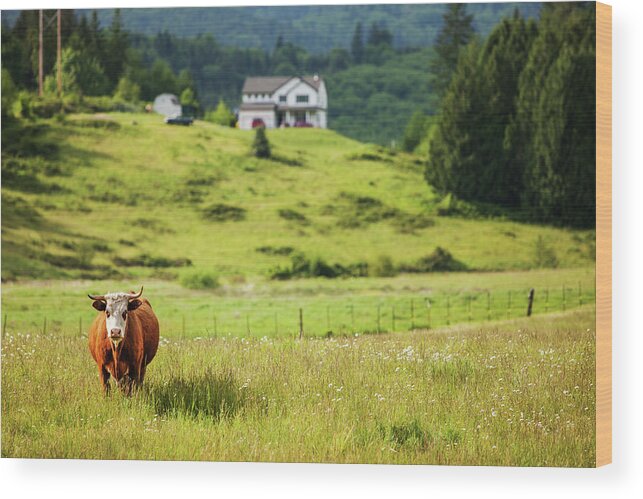 Scenics Wood Print featuring the photograph Bull In The Meadow by Andipantz