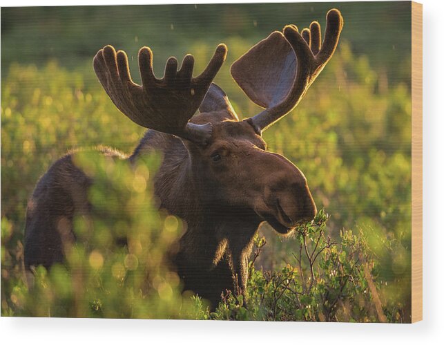 Moose Wood Print featuring the photograph Bull Moose Enjoys a Light Sunrise Rain by Gary Kochel