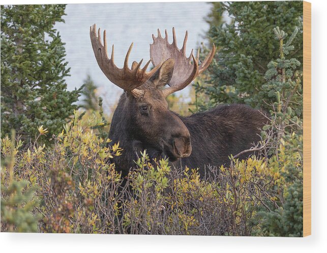 Moose Wood Print featuring the photograph Bull Moose Stands Above the Foliage by Tony Hake
