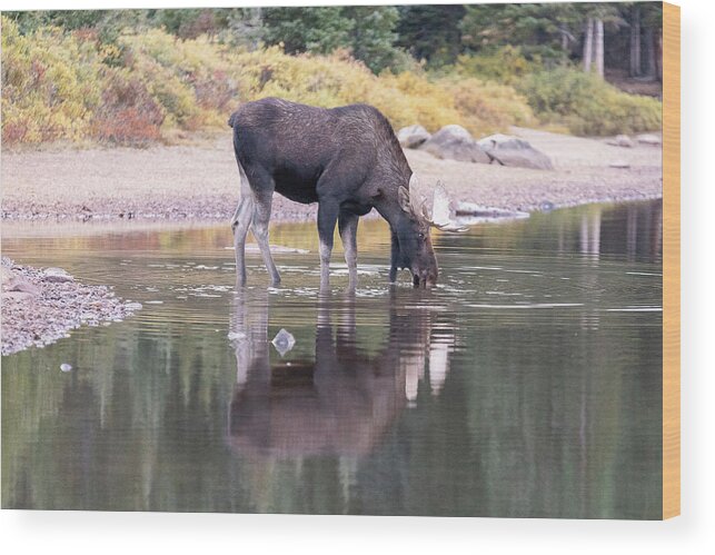 Moose Wood Print featuring the photograph Bull Moose Takes a Drink of Cool Mountain Water by Tony Hake
