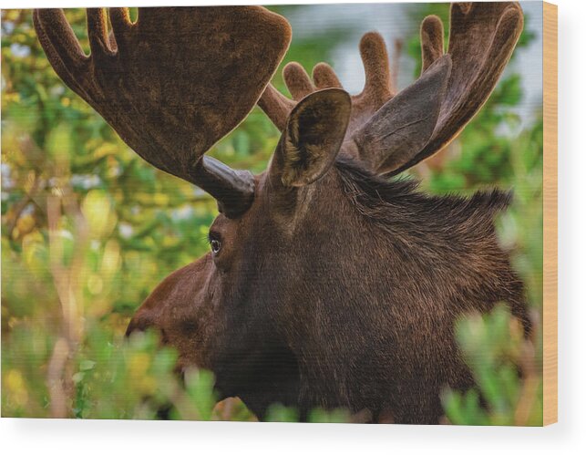Moose Wood Print featuring the photograph Bullseye by Gary Kochel
