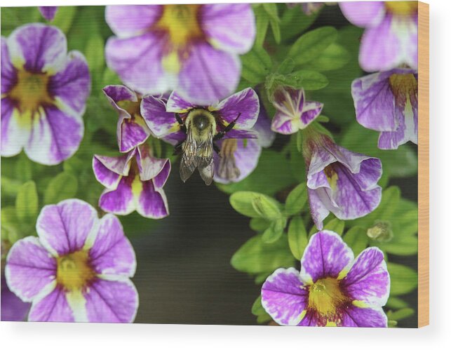 Bumble Bee Wood Print featuring the photograph Bumbler in flower by Brook Burling