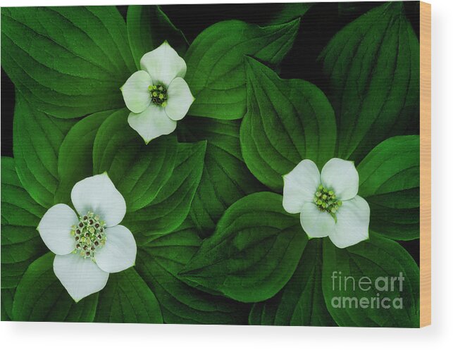 Bunchberry Wood Print featuring the photograph Bunchberry Trio FL9254 by Mark Graf