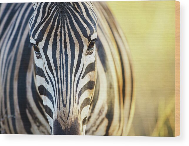 Plains Zebra Wood Print featuring the photograph Burchells Zebra Face - South Africa by Birdimages