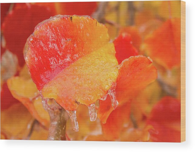 Trees & Leaves Wood Print featuring the photograph Fire and Ice by Terry Walsh