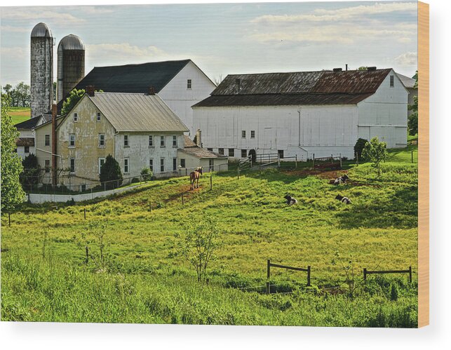 Amish Wood Print featuring the photograph Buttercup Meadow by Tana Reiff
