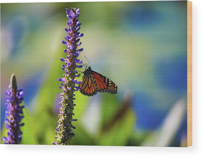Colorful Wood Print featuring the photograph Butterfly and Flower by Scott Burd