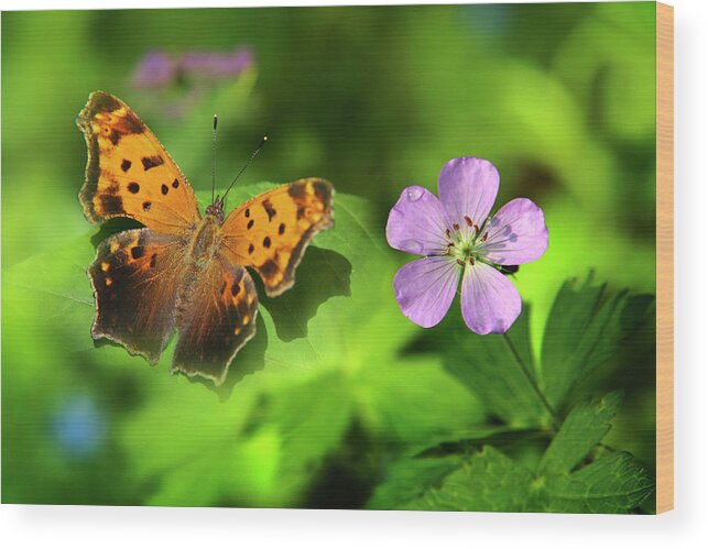 Butterfly Wood Print featuring the photograph Butterfly Garden by Christina Rollo