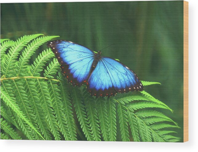 Animal Themes Wood Print featuring the photograph Butterfly by John Foxx
