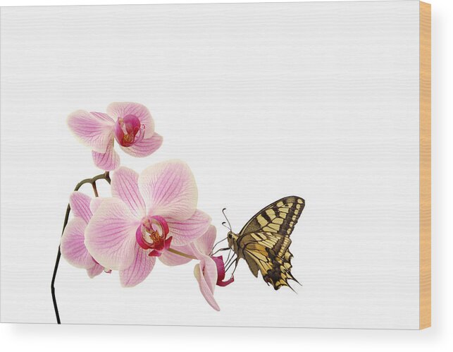 White Background Wood Print featuring the photograph Butterfly On Pink Orchid by Photographerolympus