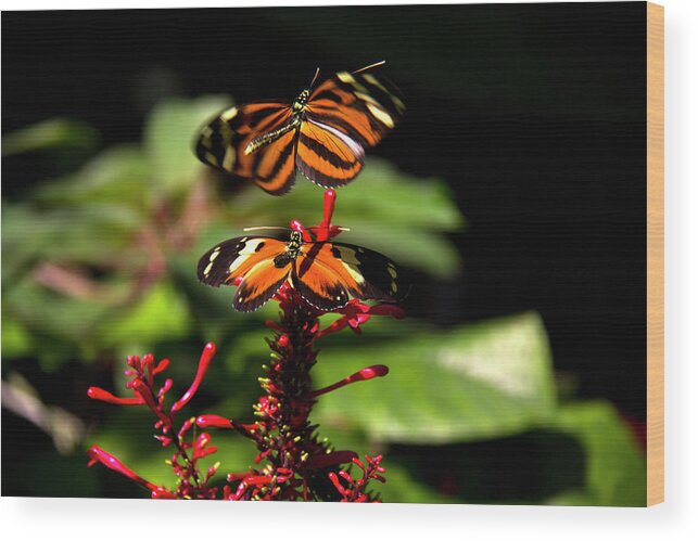 Butterfly Wood Print featuring the photograph Butterfly by Richard Krebs