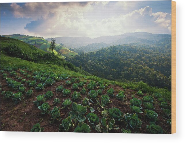 Scenics Wood Print featuring the photograph Cabbage Farm by Www.tonnaja.com