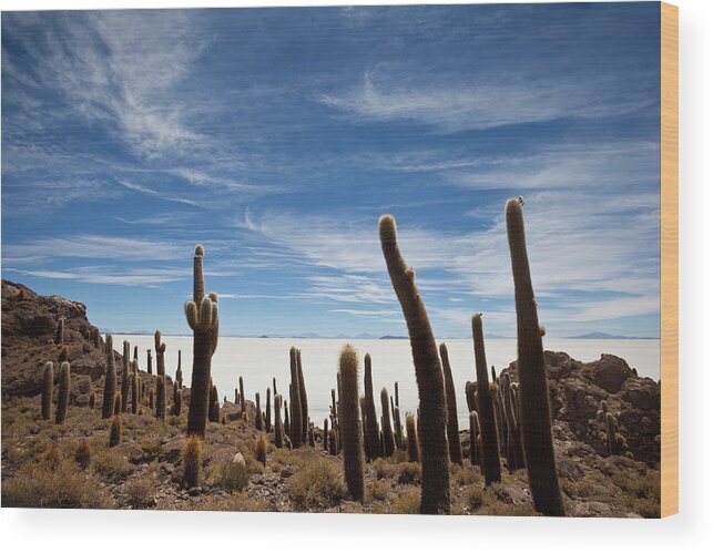Mineral Wood Print featuring the photograph Cacti On The Salar De Uyuni Bolivia by Seppfriedhuber