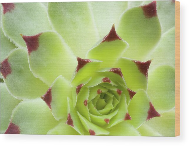 Sharp Wood Print featuring the photograph Cactus by Rviard