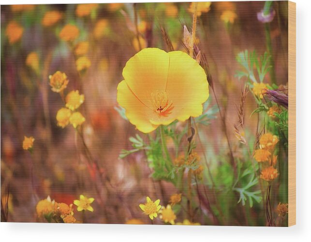 California Wood Print featuring the photograph California Poppy by American Landscapes