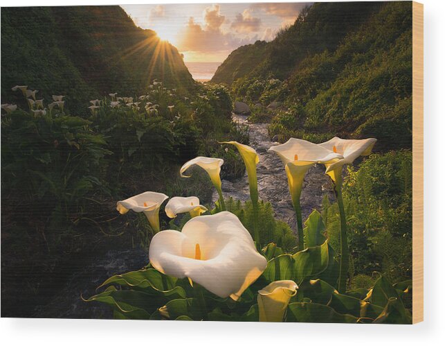 Calla Wood Print featuring the photograph Calla Lily World by Gerald Macua