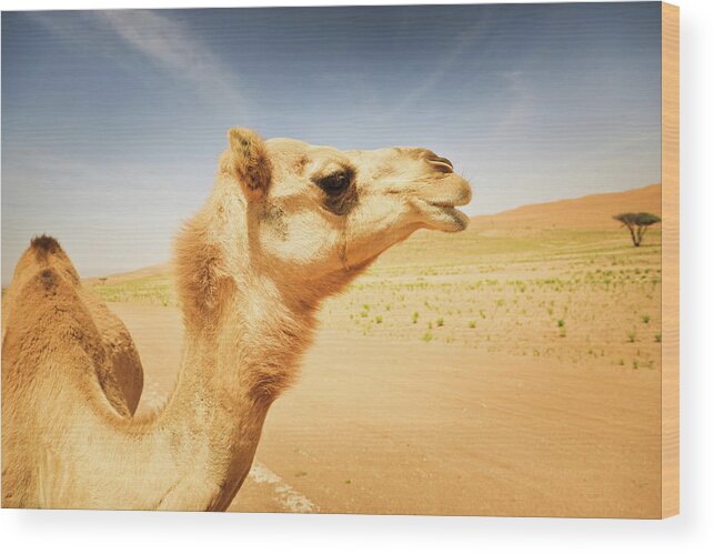 Arabia Wood Print featuring the photograph Camel Wildlife In The Desert Animal by Mlenny