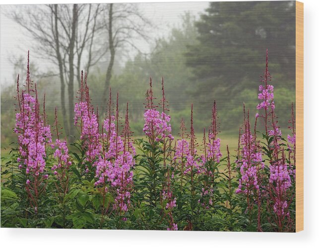 Campobello Lupine 6809 Wood Print featuring the painting Campobello Lupine 6809 by Mike Jones Photo