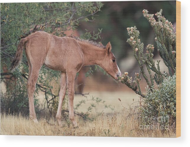 Foal Wood Print featuring the photograph Can I Eat This? by Shannon Hastings