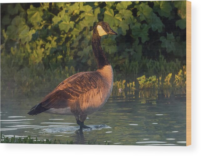 Canada Goose Wood Print featuring the photograph Canada Goose 0335-010719-1 by Tam Ryan
