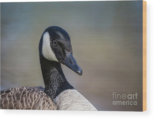 Canada Goose Wood Print featuring the photograph Canada Goose Portrait by Eva Lechner