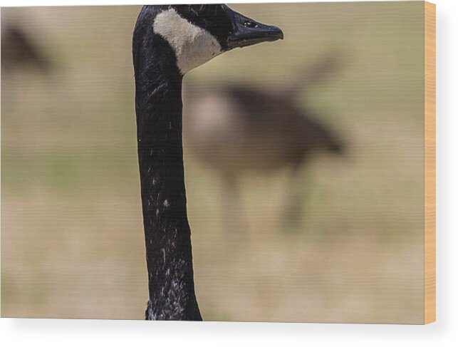 Lake Wood Print featuring the photograph Canadian goose, Mississippi River State Park by Julieta Belmont