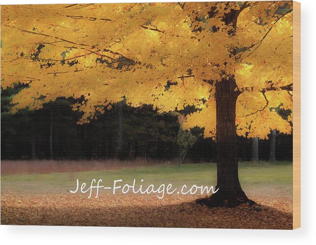 Autumn Fall Colors Wood Print featuring the photograph Canopy of Gold fall Colors by Jeff Folger