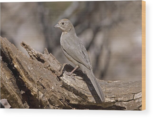 American Bird Wood Print featuring the photograph Canyon Towhee by James Zipp