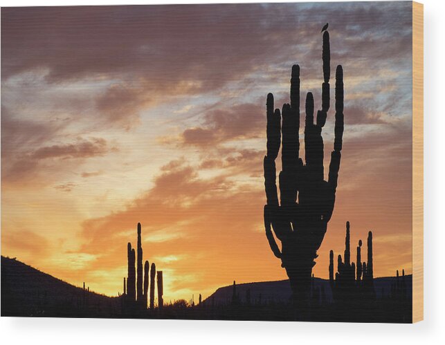 Estock Wood Print featuring the digital art Cardon Cactus, Baja California, Mexico by Natalino Russo