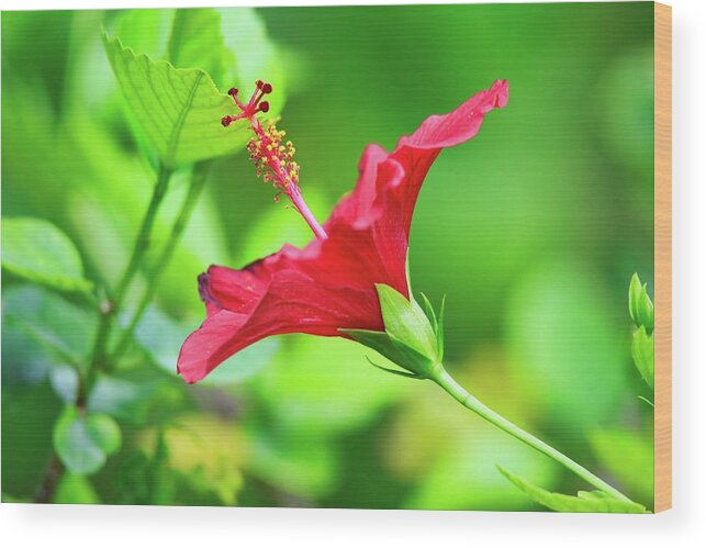 Red Wood Print featuring the photograph Caribbean Flower by Scott Burd