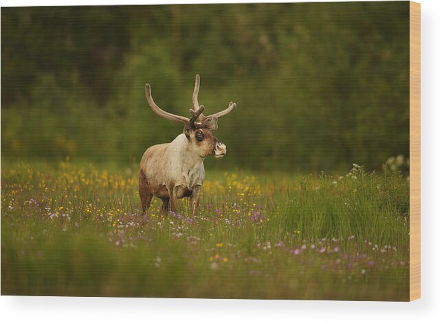 Wildlife Wood Print featuring the photograph Caribou In Grass Land by Assaf Gavra