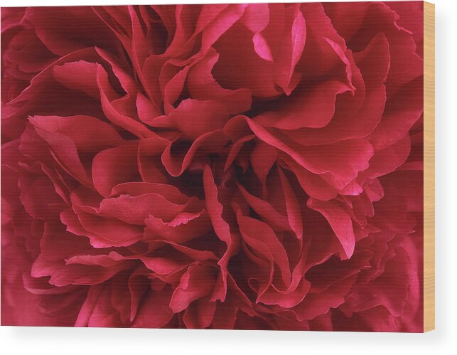 Carmine Red Peony Flower Wood Print featuring the photograph Carmine Red Peony Flower by Cora Niele