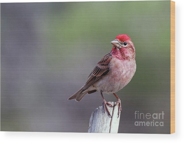 Cassin's Finch Wood Print featuring the photograph Cassin's Finch adult male by Robert C Paulson Jr