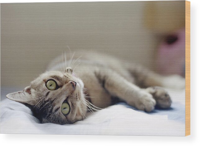 Pets Wood Print featuring the photograph Cat Lying On Bed by By Steve