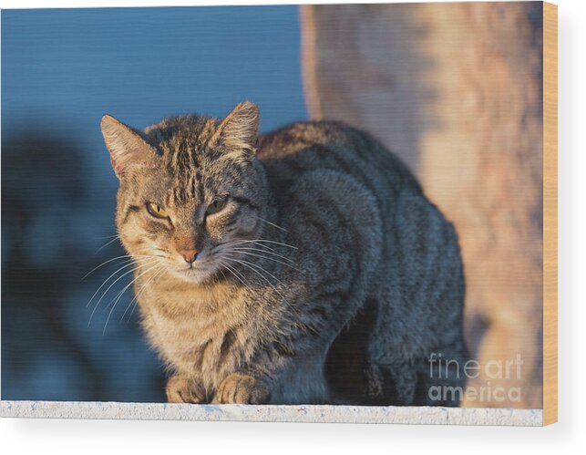 Animal Wood Print featuring the photograph Cat Sitting In The Sun by Wladimir Bulgar/science Photo Library