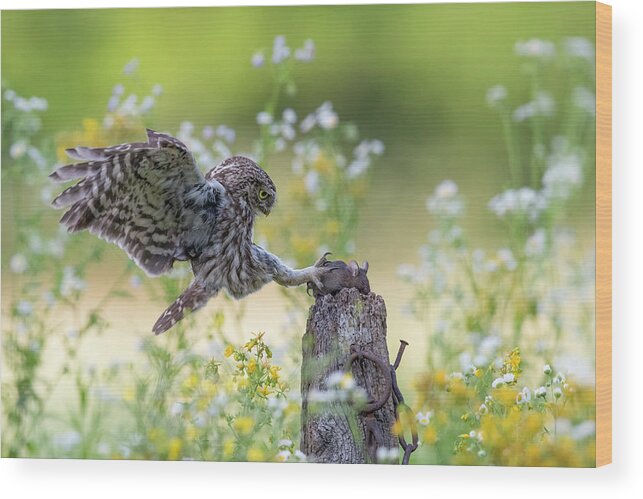 Wildlife Wood Print featuring the photograph Catch!!! by Marco Redaelli