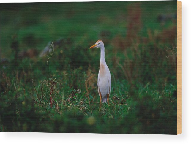 South America Wood Print featuring the photograph Cattle Egret Bubuclus Ibis In Farmland by Richard I'anson