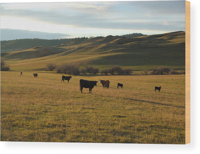 Wyoming Cattle Print