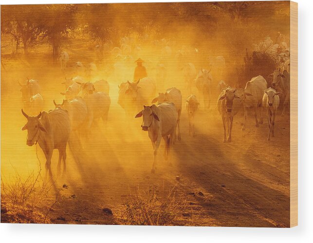 Cattle Wood Print featuring the photograph Cattle Herd by Bongok Namkoong