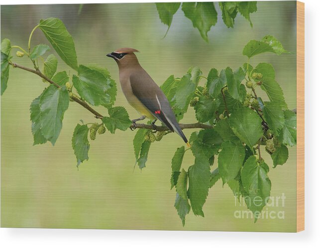 Nature Wood Print featuring the photograph Cedar Waxwing In Mulberry by Robert Frederick