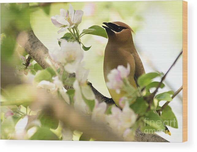 Photography Wood Print featuring the photograph Cedar Waxwing by Larry Ricker