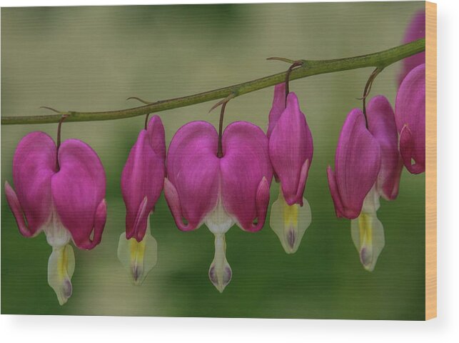 Flower Wood Print featuring the photograph Chain Of Bleeding Hearts by Dale Kauzlaric