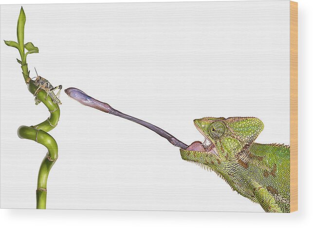 White Background Wood Print featuring the photograph Chameleon Sticking Out Tongue To Catch by Gandee Vasan