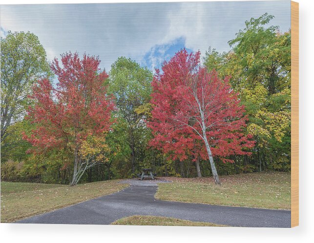 Nature Wood Print featuring the photograph Changing of Color by Joe Leone